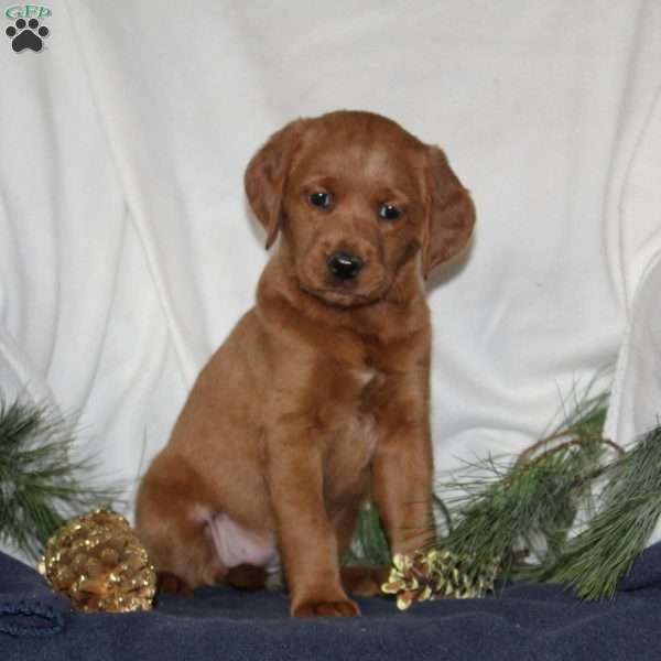 Cupid, Labrador Mix Puppy